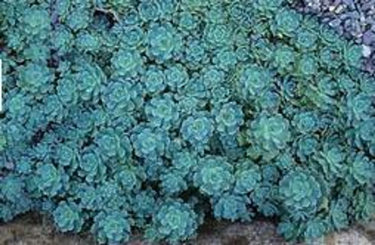 Sedum pachyclados 10ct Flat