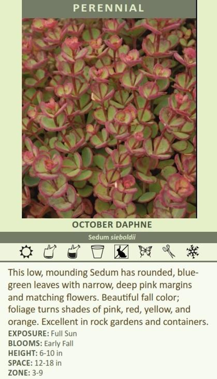 Sedum sieboldii October Daphne 10ct Flat