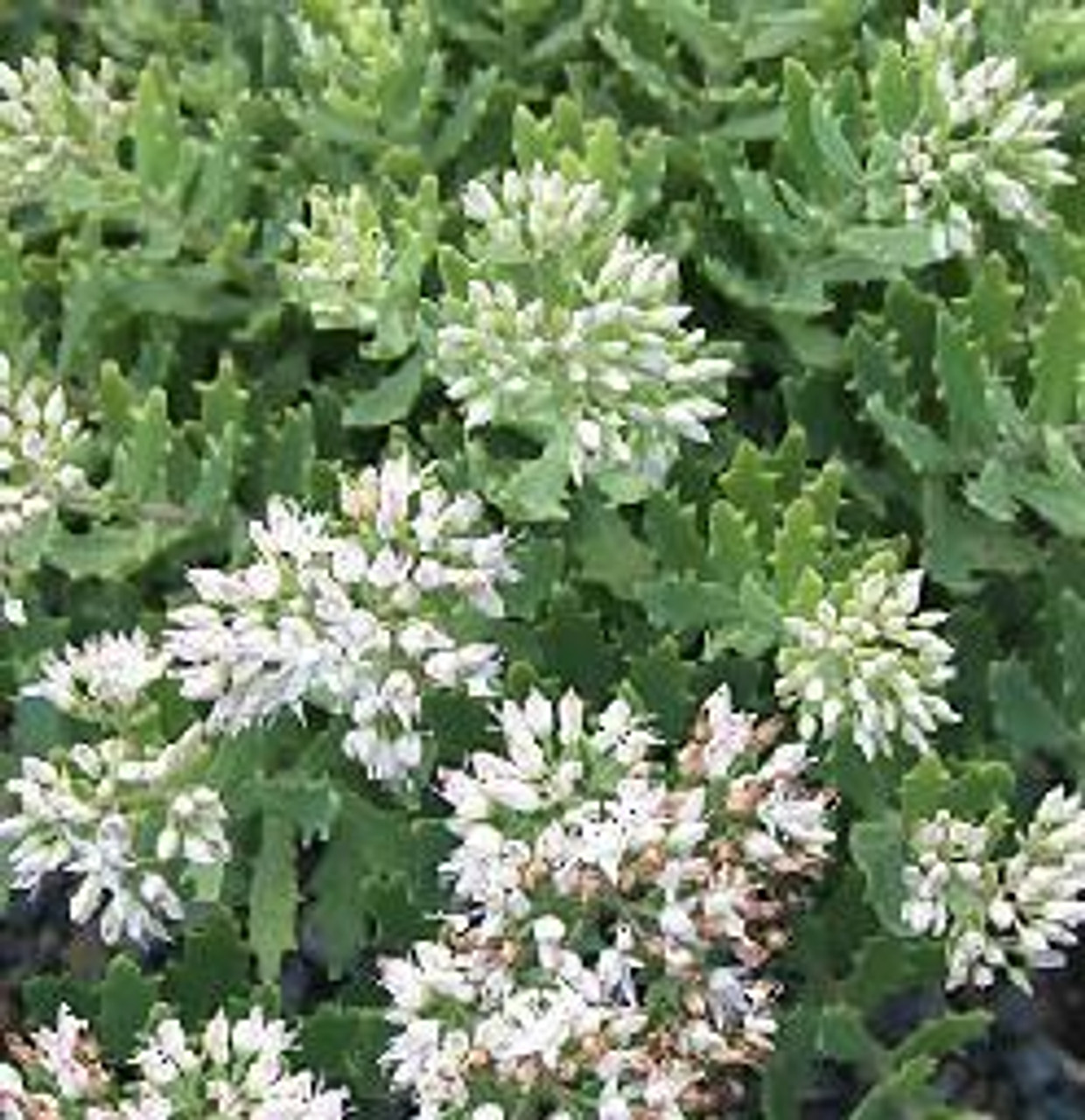 Sedum Thundercloud PP21833 10ct Quarts