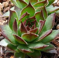 Sempervivum Black 10ct Flat