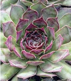 Sempervivum Black 10ct Flat