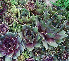 Sempervivum Krebs 2 10ct Flat