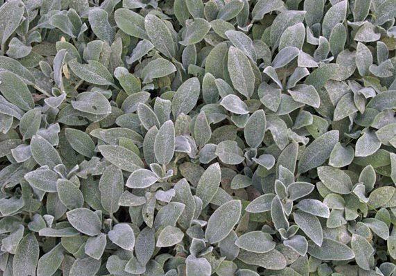 Stachys byzantine Silver Carpet