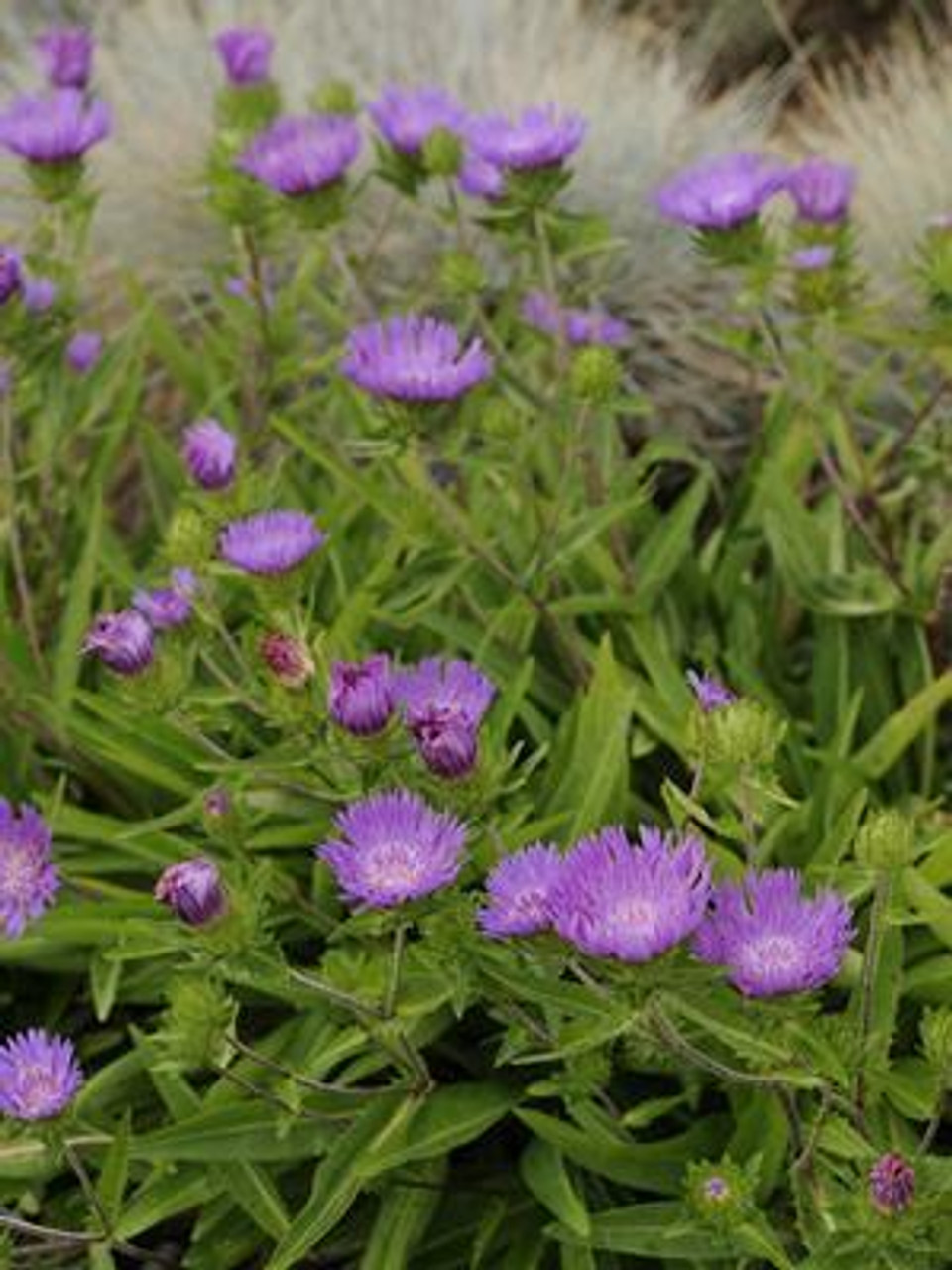 Stokesia Purple Parasols PP10660 10ct Quarts