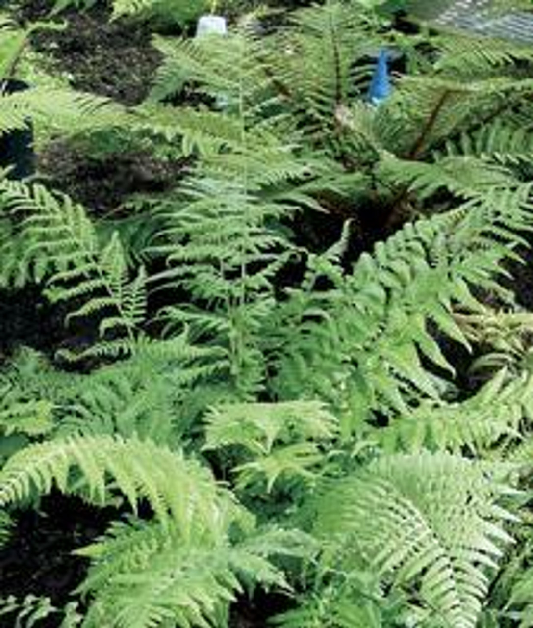 Thelypteris kunthii Southern Shield Fern 10ct Quarts