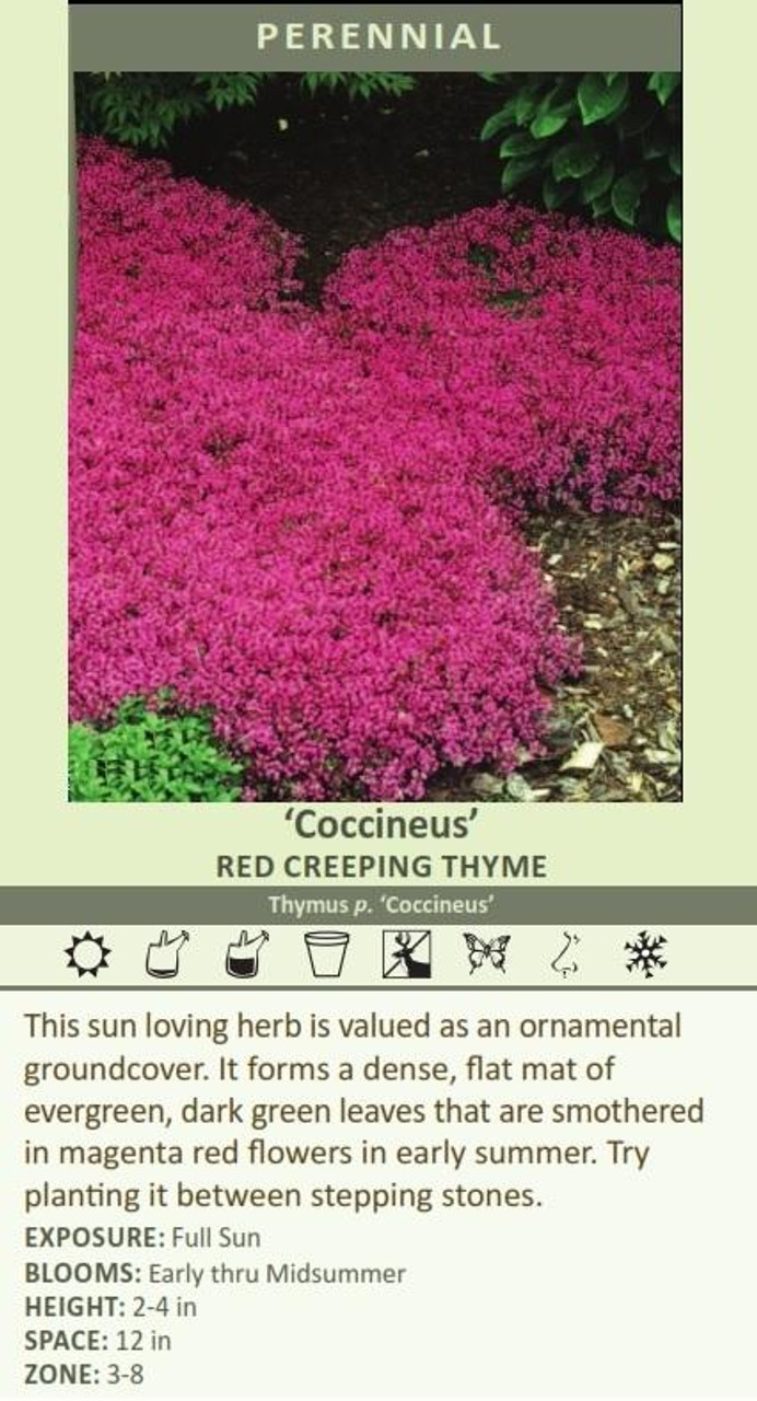 Thymus praecox Coccineus 10ct Flat