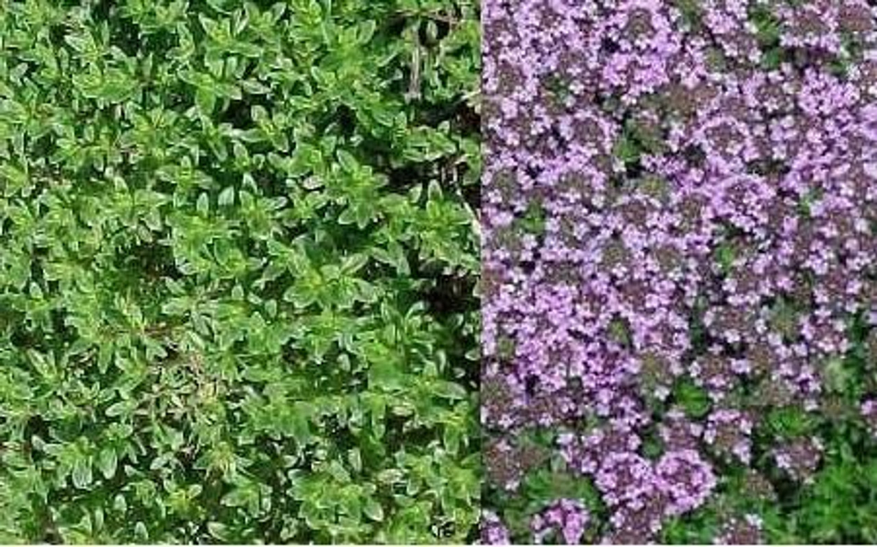 Thymus serpyllum Pink Chintz 10ct Flat Thymus serpyllum Pink Chintz 10ct Flat