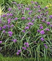 Tradescantia Concord Grape