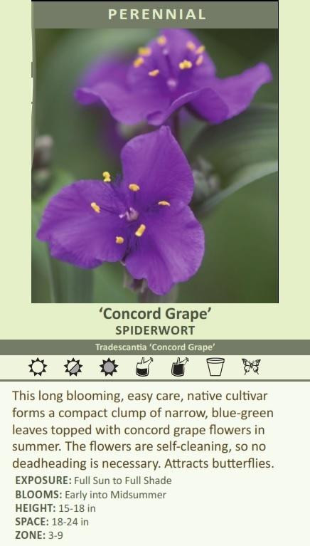 Tradescantia Concord Grape