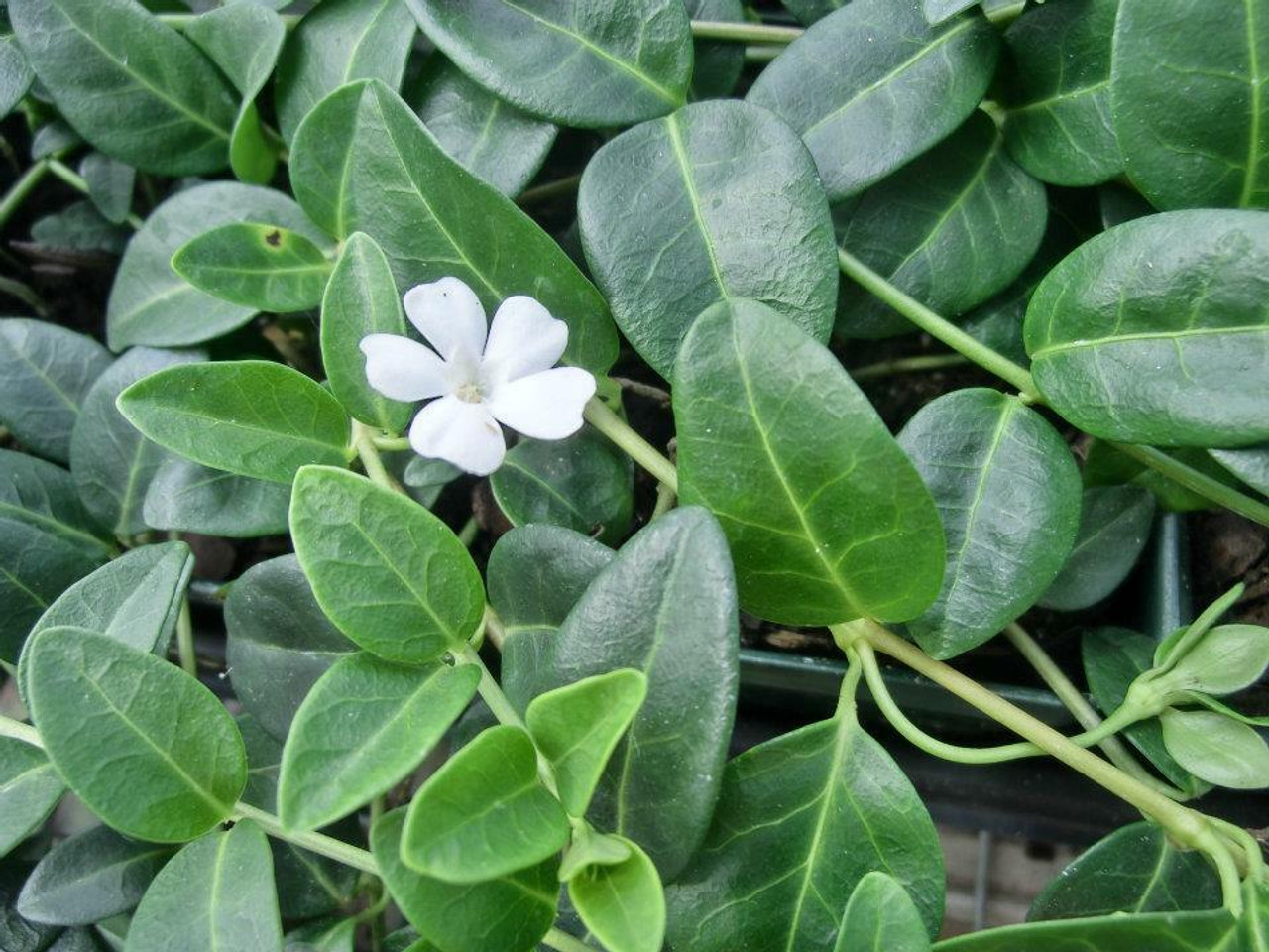 Vinca minor Alba 10ct Flat