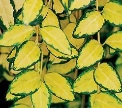 Vinca minor Illumination PP12132 10ct Flat