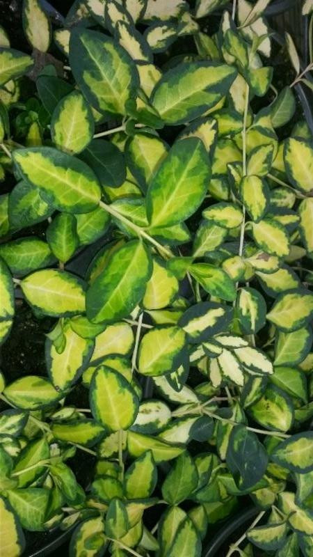 Vinca minor Illumination PP12132 10ct Flat