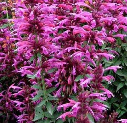 Agastache Grape Nectar Hyssop 10ct Quarts