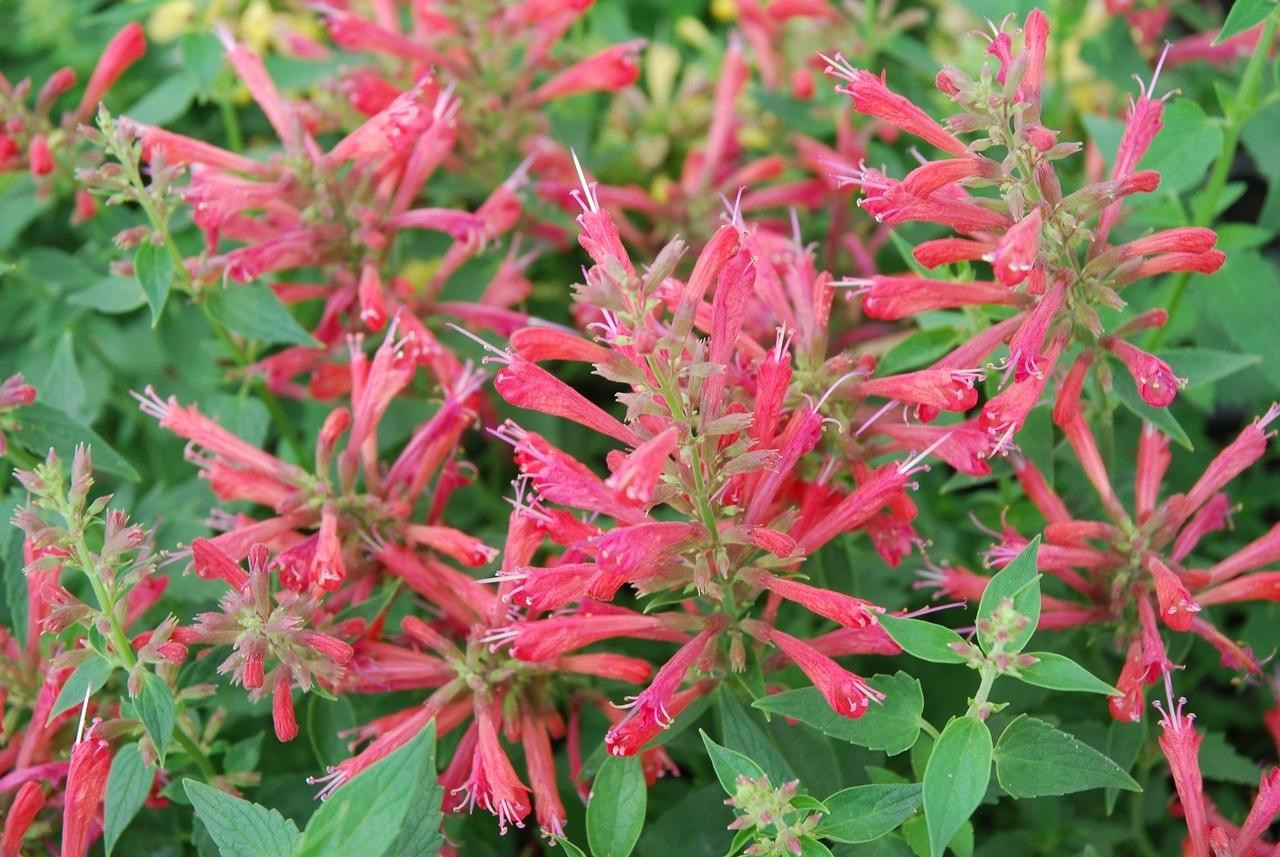 Agastache x Raspberry Nectar 10ct Quarts