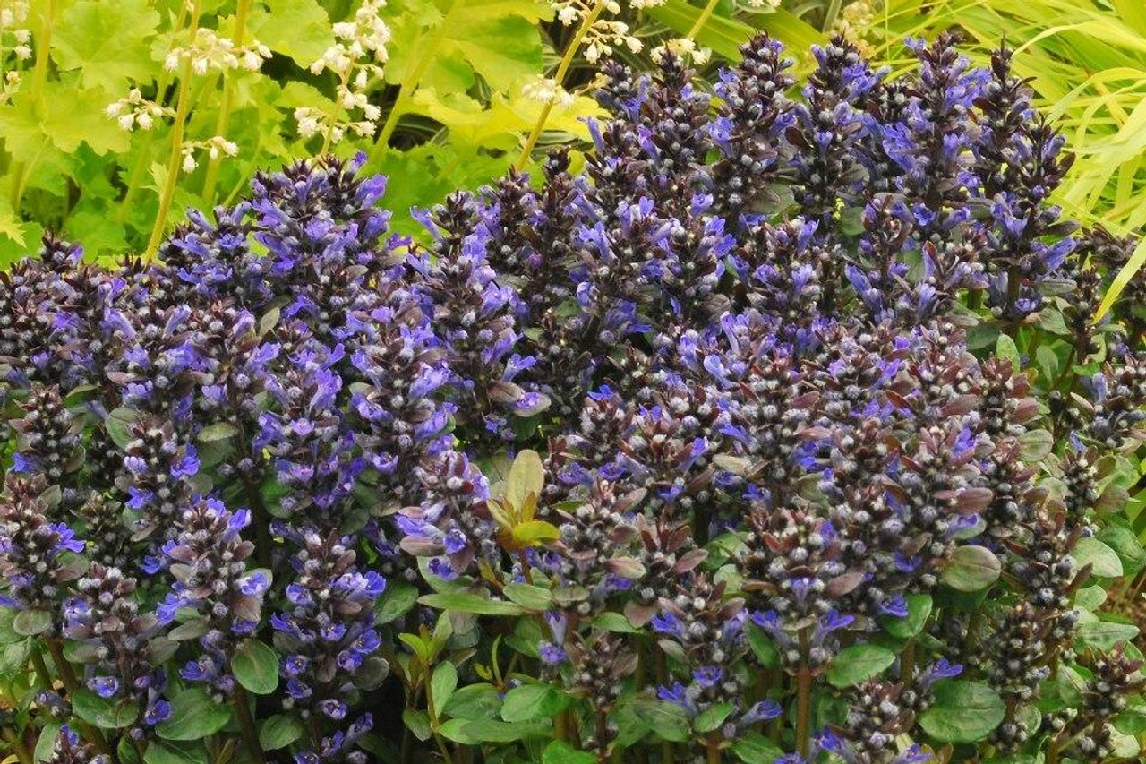 Ajuga Blueberry Muffin 10ct Flat