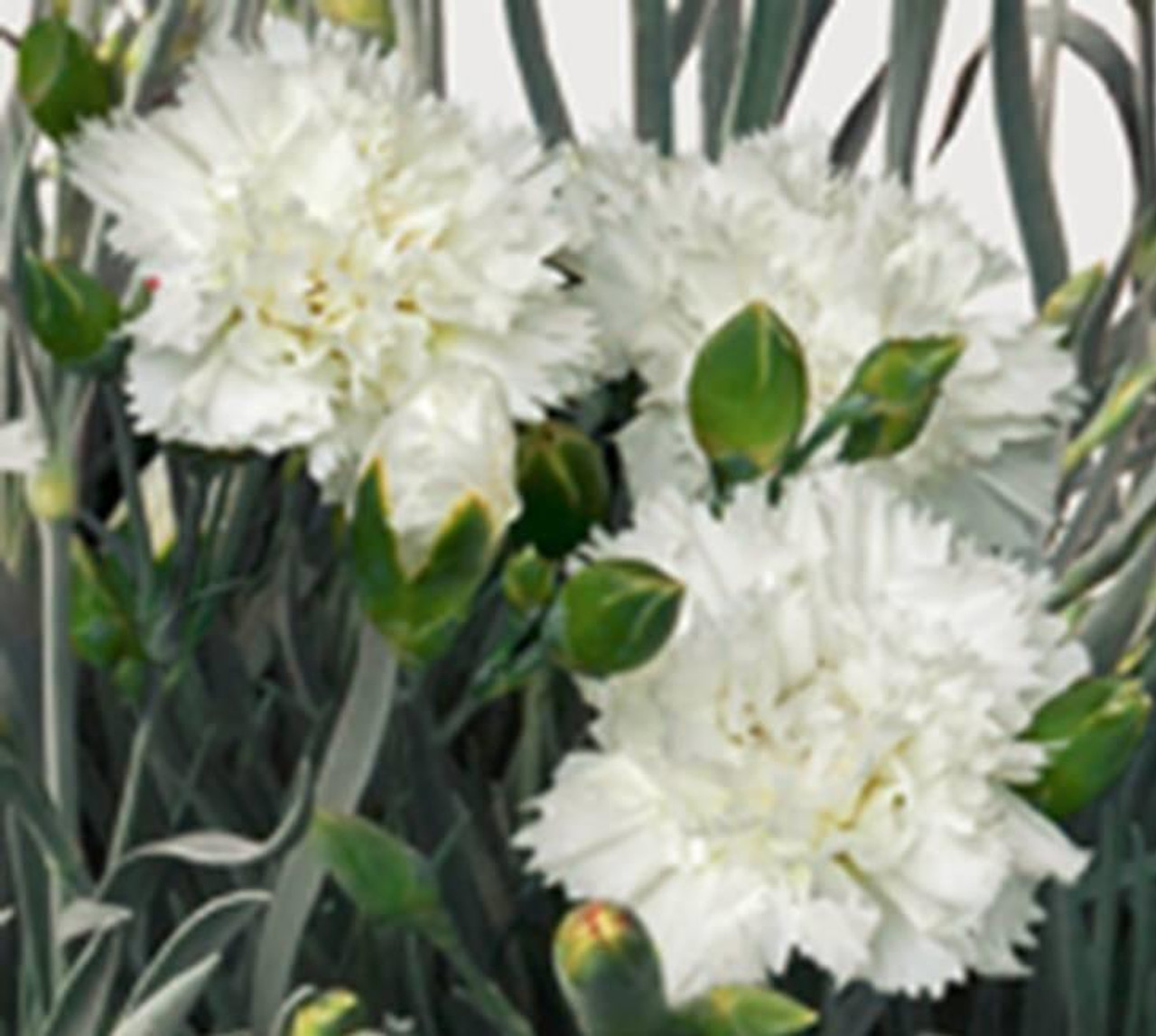 Dianthus Memories PPAF 10ct Quarts