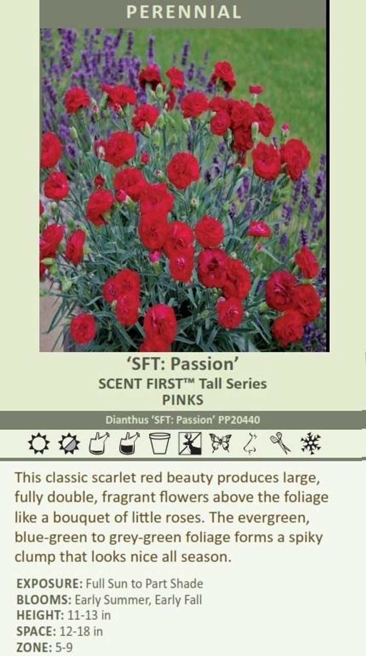 Dianthus SFT Passion PP20440 10ct Quarts