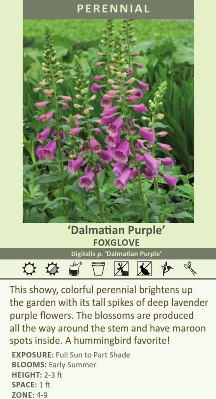 Digitalis p. Dalmation Purple 10ct Quarts
