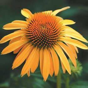 Echinacea Harvest Moon - Thumbnail 2