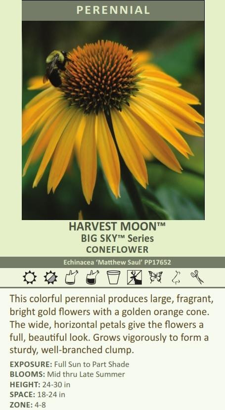 Echinacea Harvest Moon