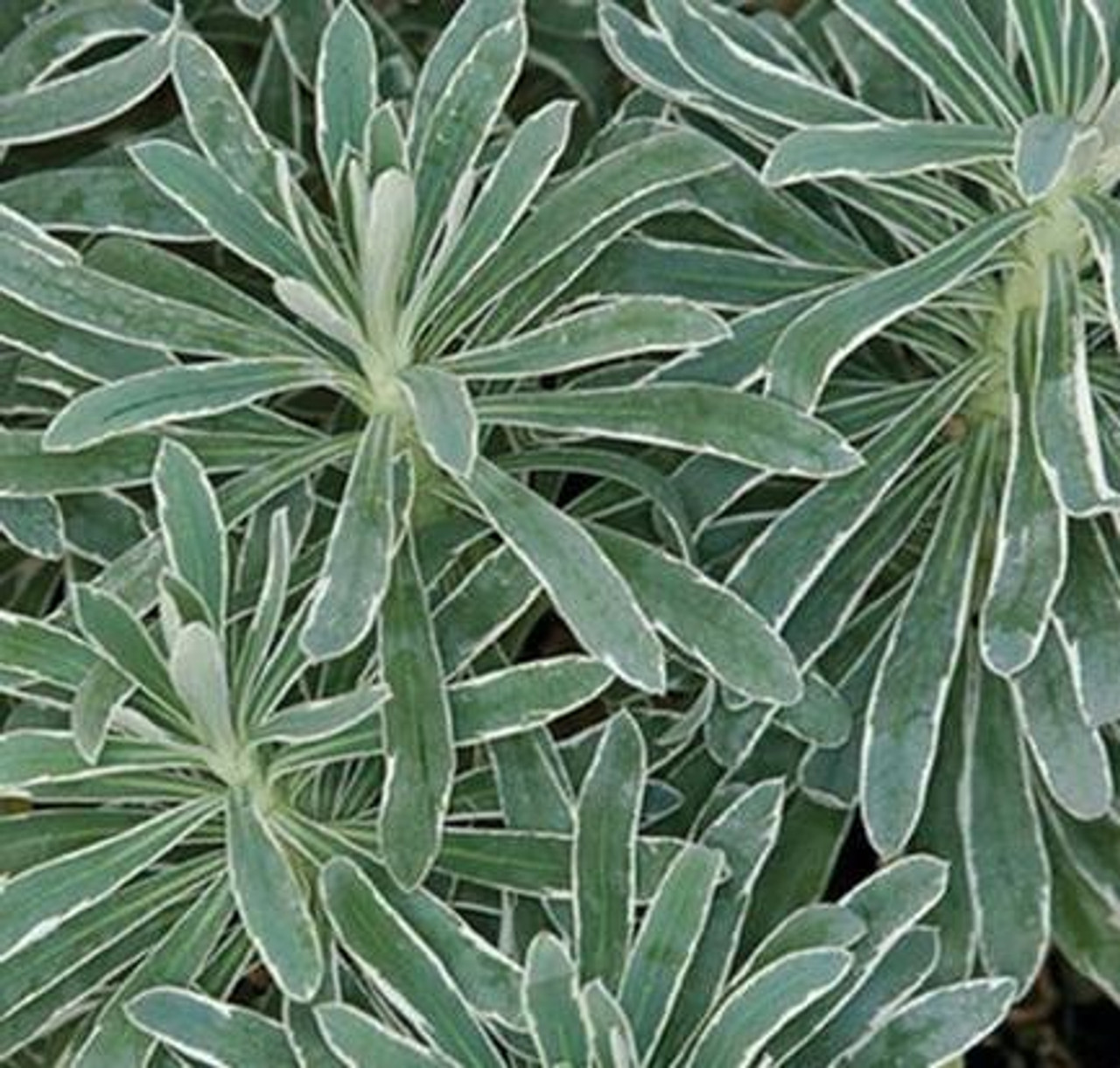 Euphorbia x martini Glacier Blue PP19720 10ct Quarts