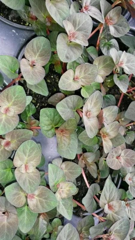 Lysimachia congestiflora Persian Chocolate 10ct Quarts