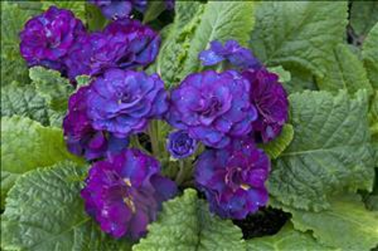 Primula vulgaris COBALT BLUE Kerbelcob PP16397 10ct Quarts