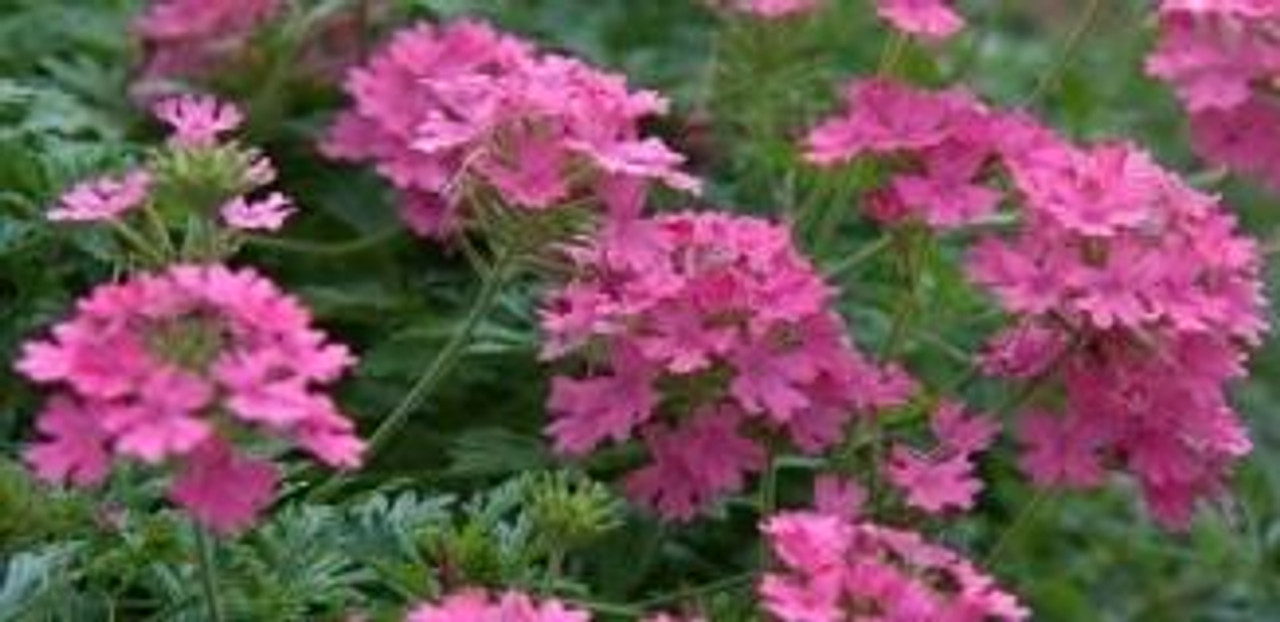 Verbena Georgias Pink 10ct Quarts