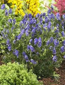 Aconitum Blue Lagoon 25 BR Plants