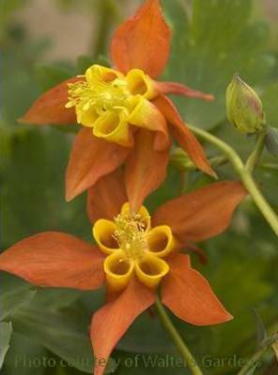 Aquilegia Spitfire 30ct Flat