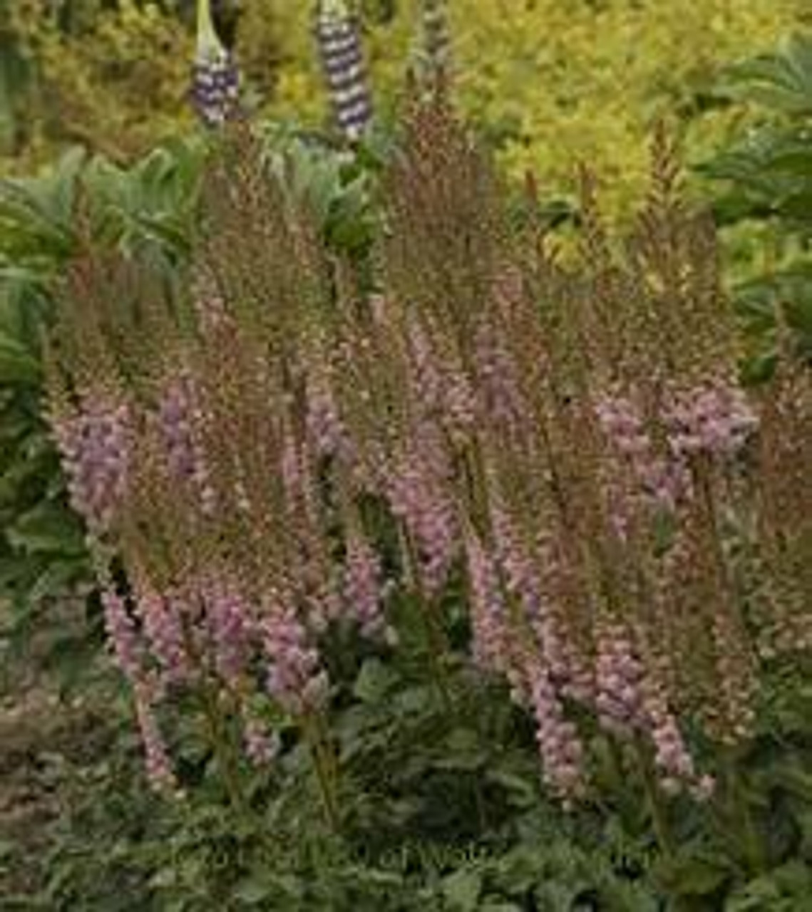 Astilbe chinensis Valerie PP19855 25 BR Plants Astilbe chinensis Valerie PP19855 25 BR Plants