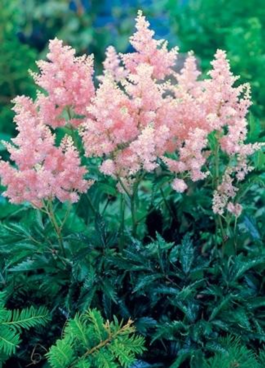 Astilbe Sister Theresa 25 BR Plants