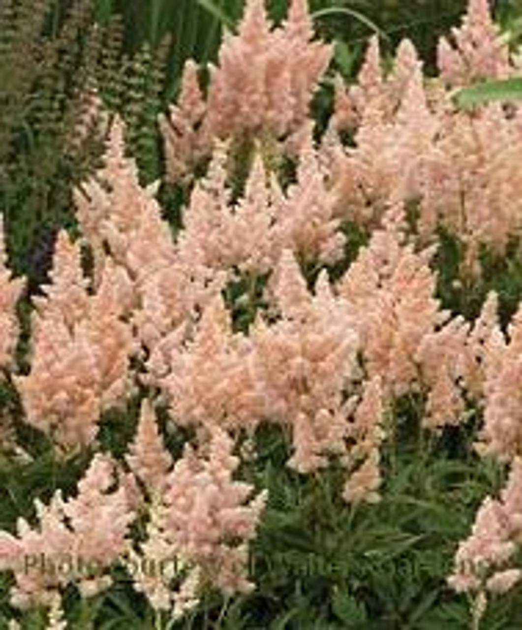 Astilbe Sister Theresa 25 BR Plants