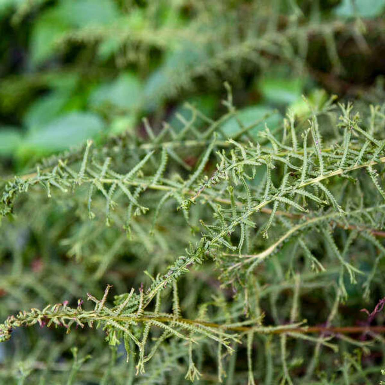  Athyrium filix-femina 'Victoriae' (20)ct Flat 