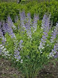 Baptisia x bicolor Starlite PP19971 25 BR Plants
