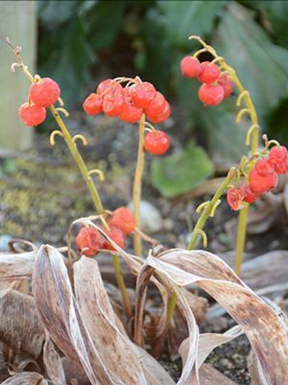 Convallaria majalis 100 plants