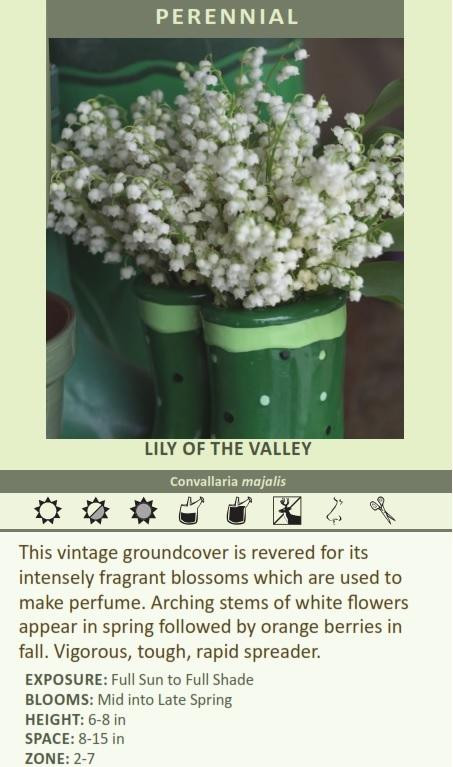 Convallaria majalis 100 plants