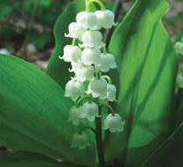 Convallaria majalis 100 plants