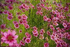 Coreopsis Dream Catcher 30ct Flat