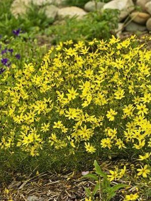 Coreopsis verticillata Sunbeam PP19311 25 BR Plants