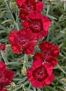 Dianthus Very Cherry PPAF 30ct Flat