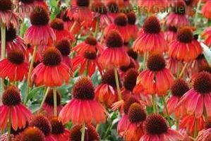 Echinacea Firebird PPAF 30ct Flat