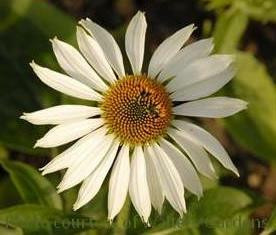 Echinacea p Lucky Star 30ct Flat