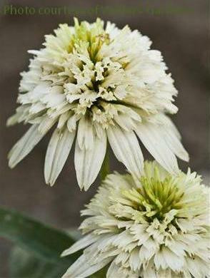 Echinacea p Meringue PP20537 30ct Flat