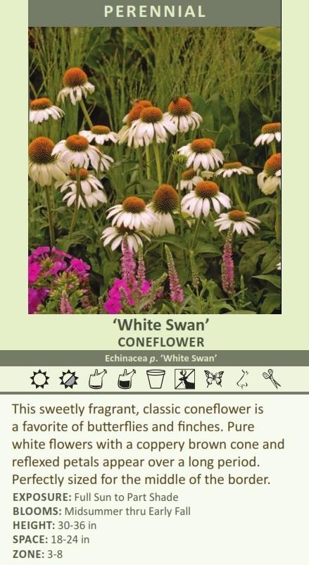 Echinacea p White Swan 30ct Flat