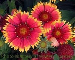 Gaillardia aristata Bijou 30ct Flat