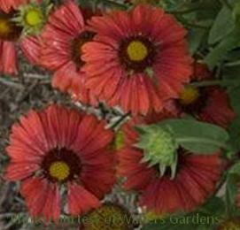 Gaillardia Burgundy 30ct Flat