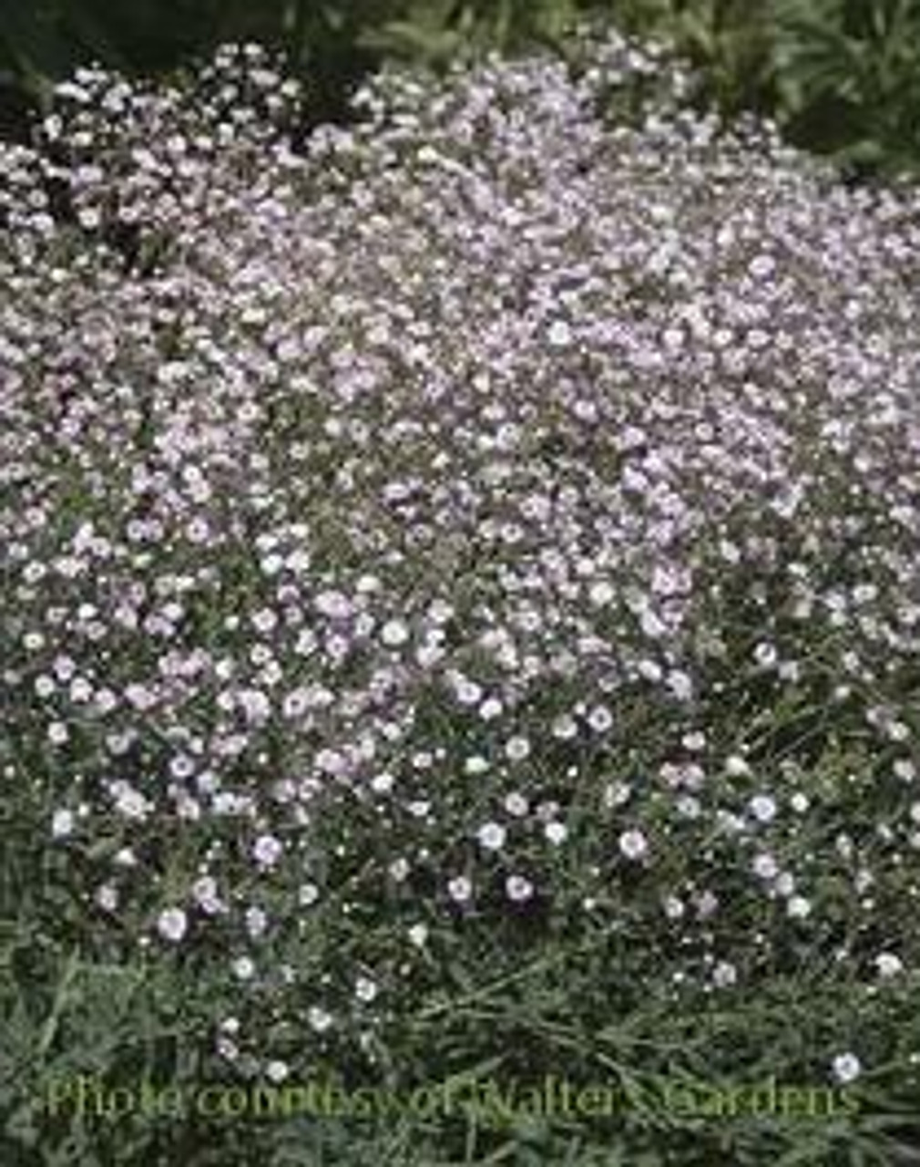 Pink Fairy Baby's Breath (Gypsophila paniculata 'Pink Fairy') in