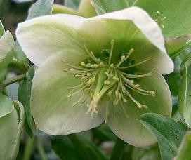 Helleborus Valentine Green 20ct Flat