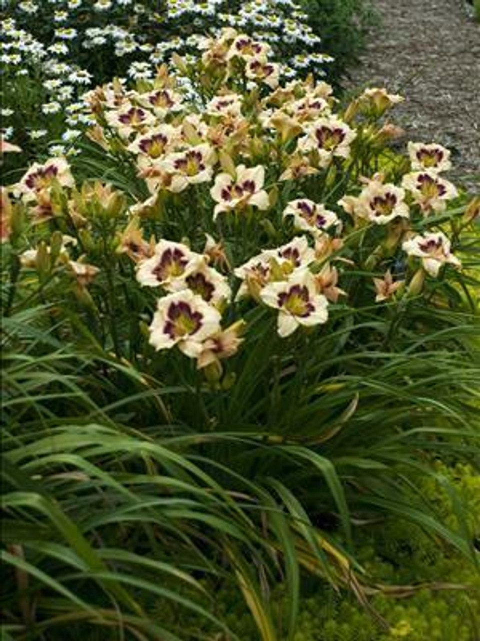 Hemerocallis BLUEBERRY CANDY 25 BR Plants